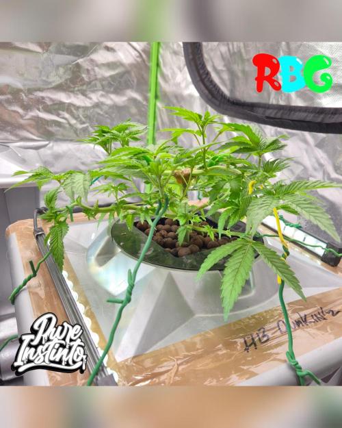 HB Dunkin'z ( RDWC ). Week 6 - Week 6 
Day 4 