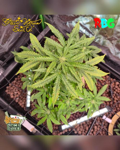 Nori cake ( RDWC ). Week 11 - Week 11
Day 2