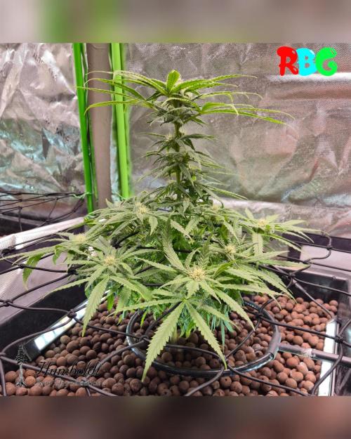SundogZ (DWC). Week 11 - Week 11 
Day 2