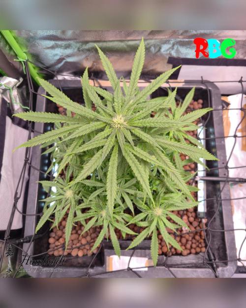 AeroZesh S6 Inline Fan. Week 11