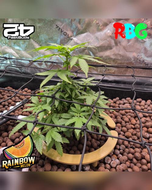 Rainbow Melon ( RDWC ). Week 11 - Week 11
Day 2 