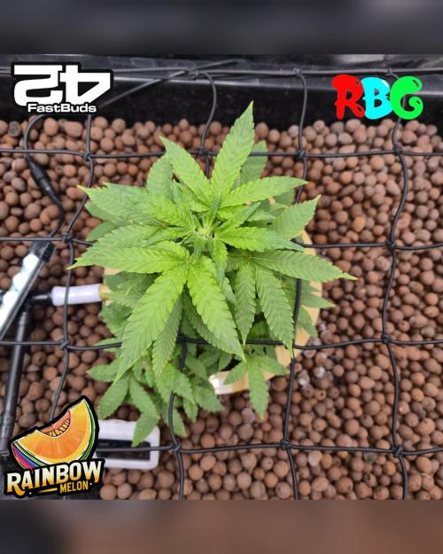 Rainbow Melon ( RDWC ). Week 11 - Week 11 
Day 2 
