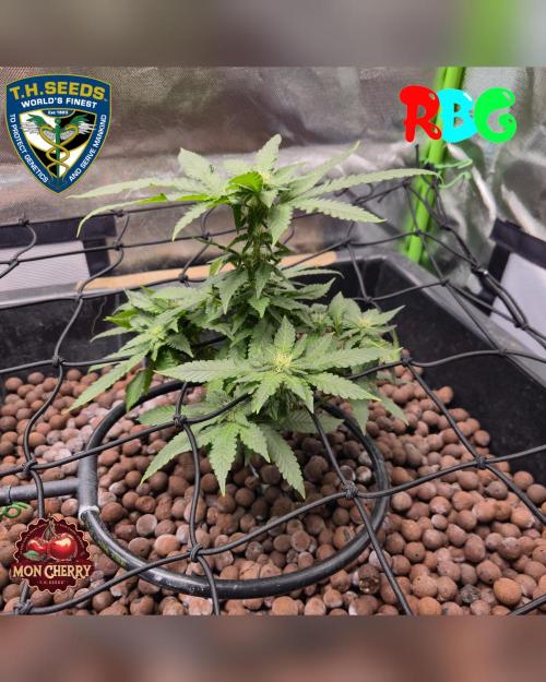 Mon Cherry ( DWC ). Week 11 - Week 11 
Day 2