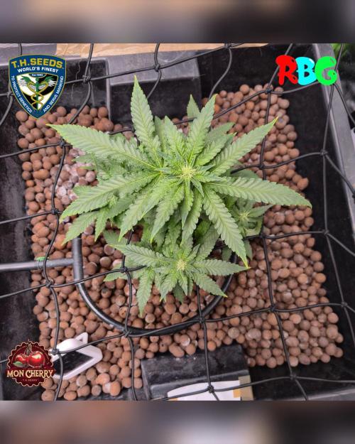 Mon Cherry ( DWC ). Week 11 - Week 11
Day 2 