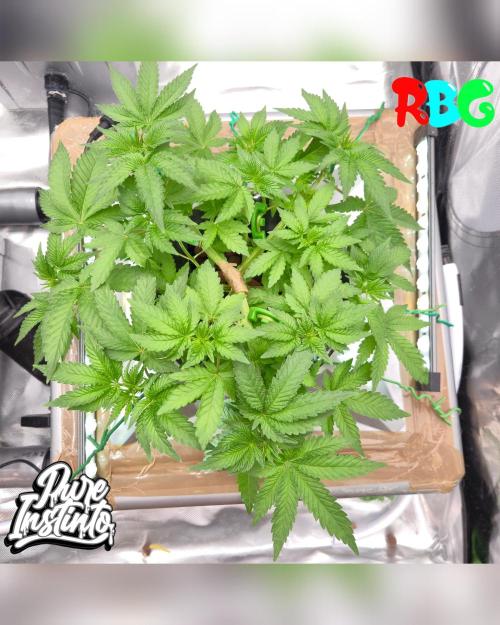 HB Dunkin'z ( RDWC ). Week 6 - Week 6
Day 5 