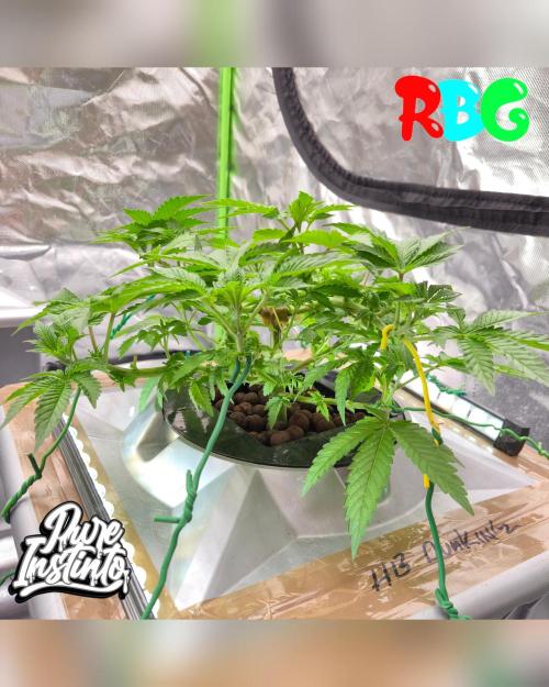 HB Dunkin'z ( RDWC ). Week 6 - Week 6
Day 5 