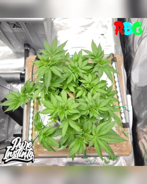 HB Dunkin'z ( RDWC ). Week 6 - Week 6
Day 6 