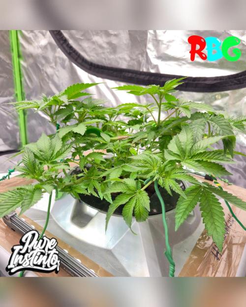 HB Dunkin'z ( RDWC ). Week 6 - Week 6
Day 6
