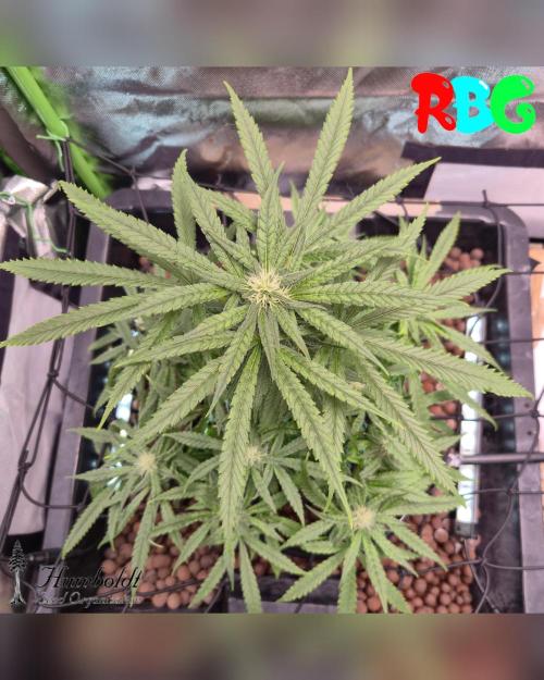 SundogZ (DWC). Week 11 - Week 11
Day 3