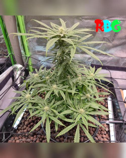 AeroZesh S6 Inline Fan. Week 11