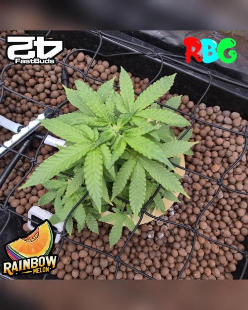 Rainbow Melon ( RDWC ). Week 11 - Week 11
Day 3