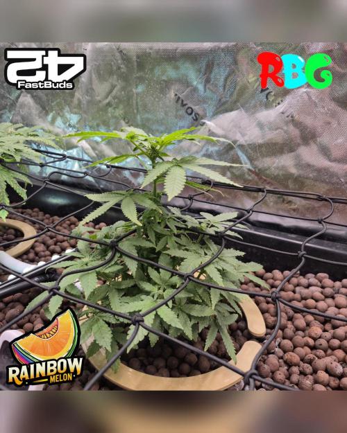 Rainbow Melon ( RDWC ). Week 11 - Week 11
Day 3 