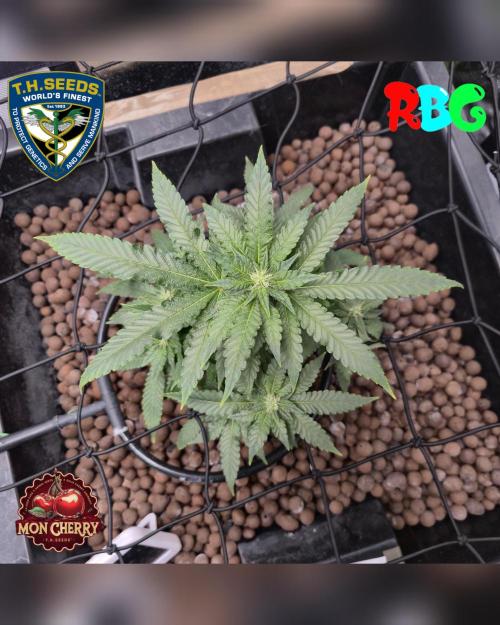 Mon Cherry ( DWC ). Week 11 - Week 11 
Day 3 