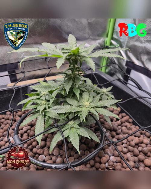 Mon Cherry ( DWC ). Week 11 - Week 11 
Day 3
