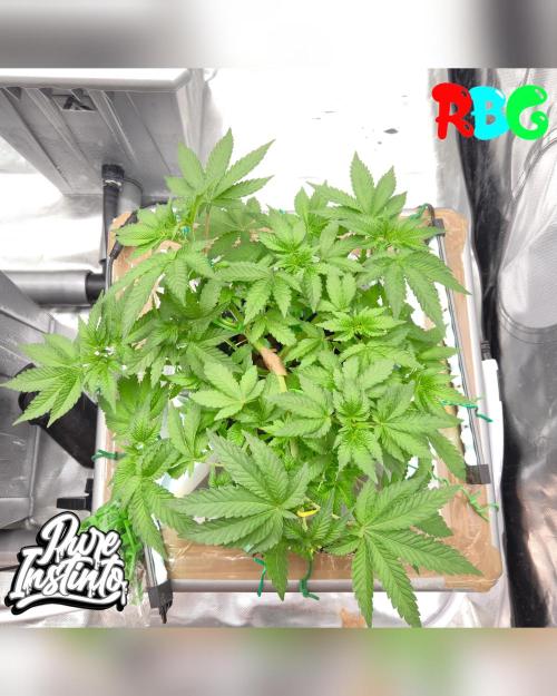 HB Dunkin'z ( RDWC ). Week 6 - Week 6
Day 7