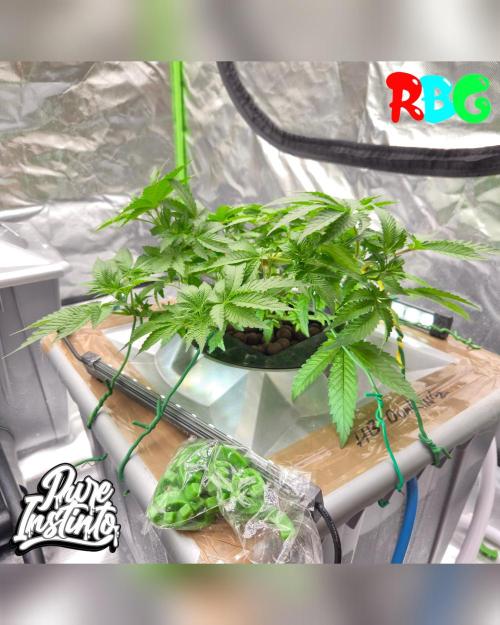 HB Dunkin'z ( RDWC ). Week 6 - Week 6 
Day 7 
