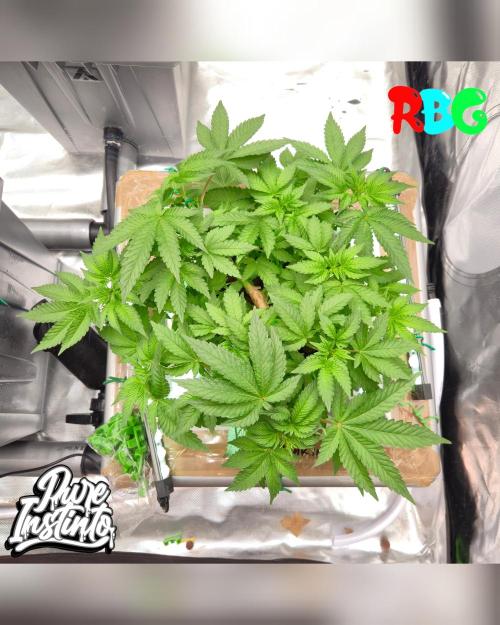 HB Dunkin'z ( RDWC ). Week 7 - 8/3/26
Week 7
Day 1