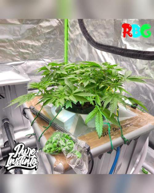HB Dunkin'z ( RDWC ). Week 7 - Week 7 
Day 1