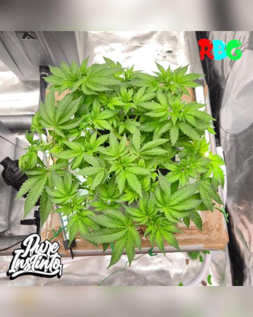 HB Dunkin'z ( RDWC ). Week 7 - 10/3/26
Week 7 
Day 3