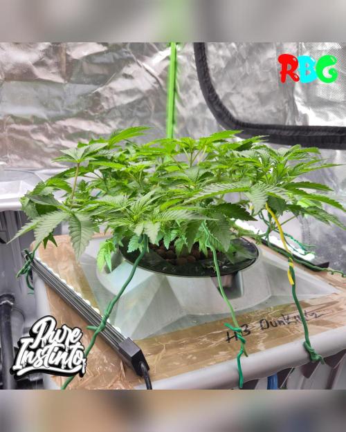 HB Dunkin'z ( RDWC ). Week 7 - Week 7 
Day 3 
