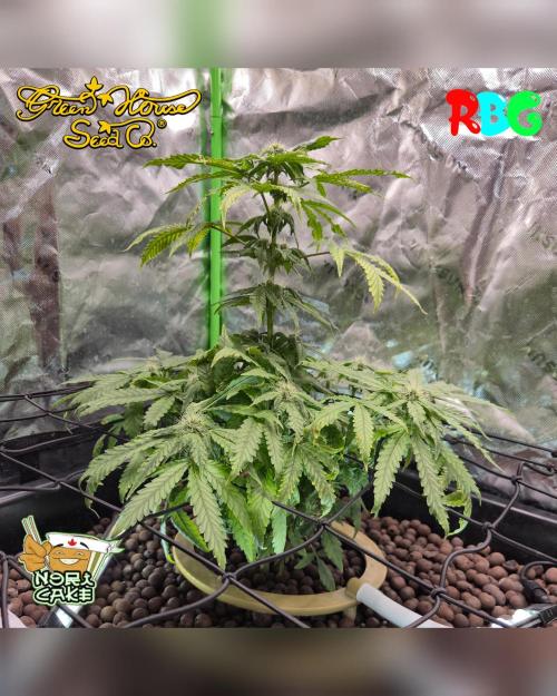 Nori cake ( RDWC ). Week 11 - Week 11 
Day 7