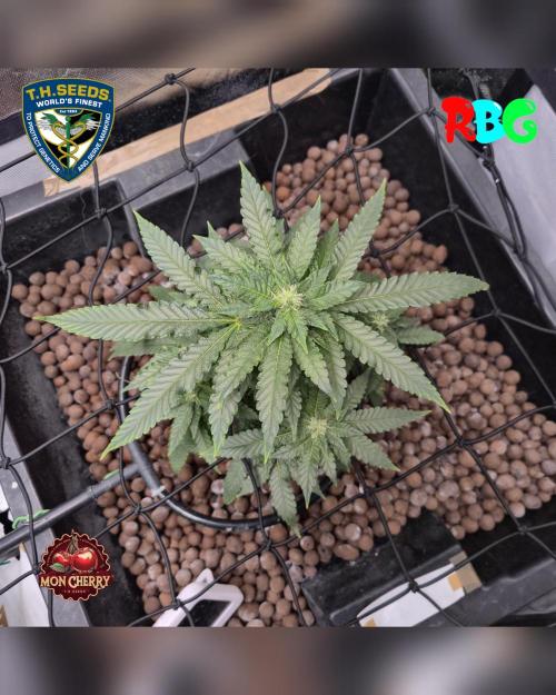Mon Cherry ( DWC ). Week 11 - Week 11
Day 7