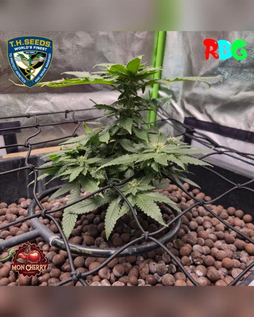 Mon Cherry ( DWC ). Week 11 - Week 11 
Day 7 