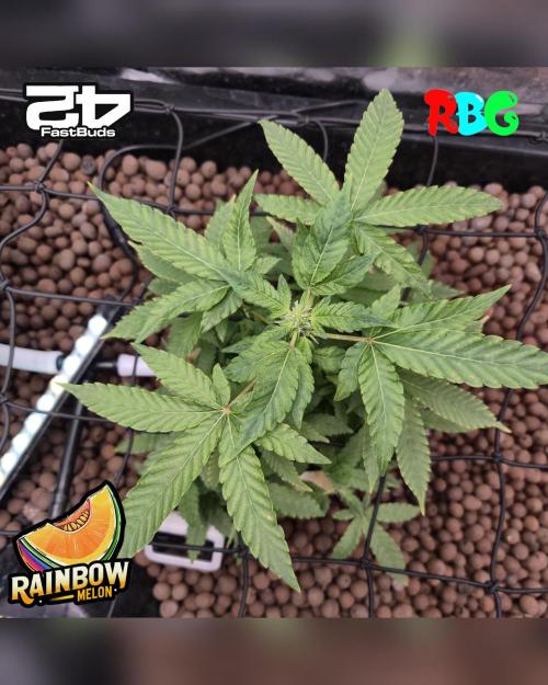Rainbow Melon ( RDWC ). Week 11 - Week 11
Day 7