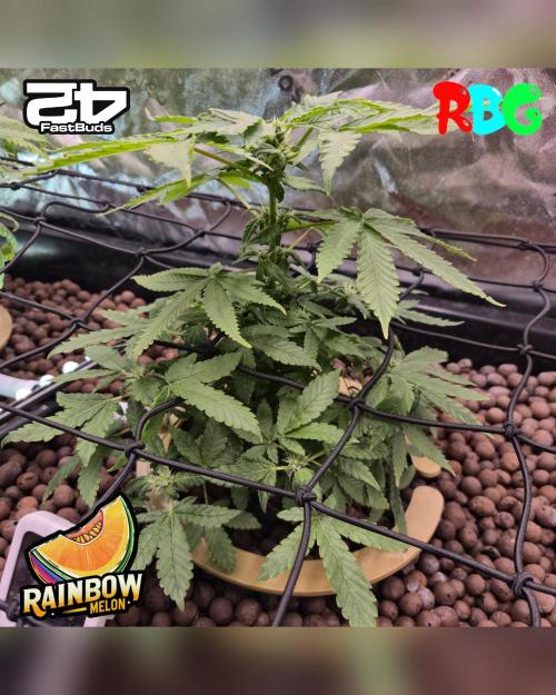 Rainbow Melon ( RDWC ). Week 11 - Week 11 
Day 7