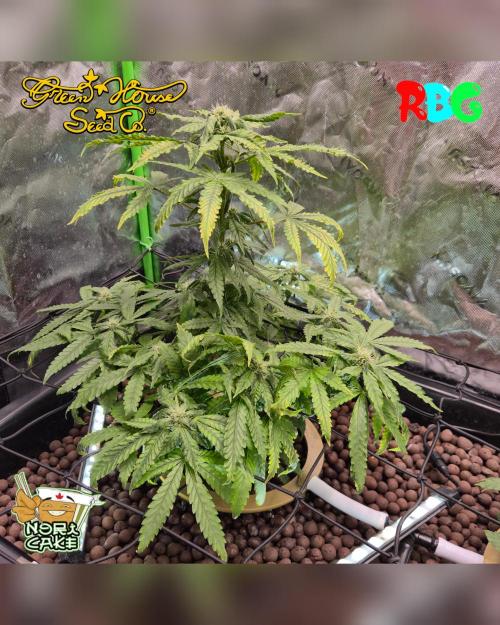 Nori cake ( RDWC ). Week 12 - Week 12 
Day 1
11/3/26