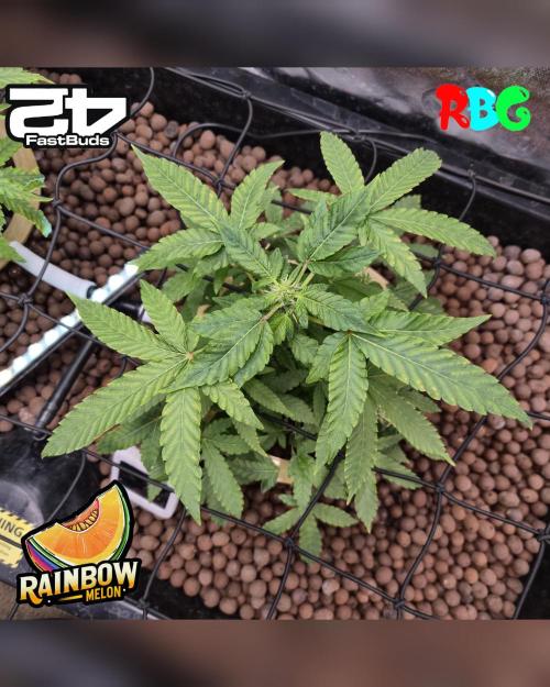 Rainbow Melon ( RDWC ). Week 12 - 11/3/26
Week 12 
Day 1 