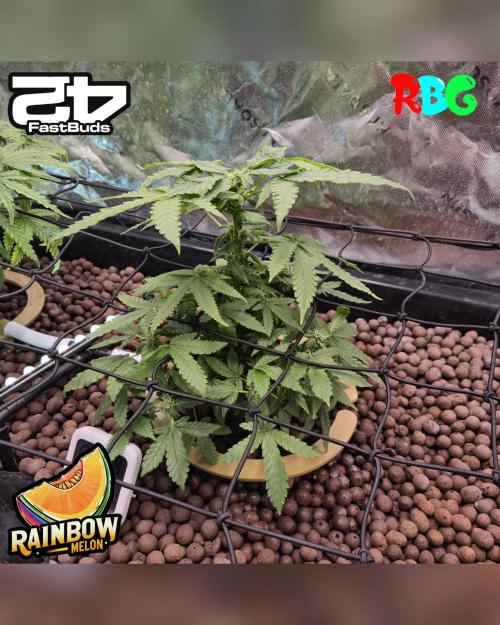 Rainbow Melon ( RDWC ). Week 12 - Week 12 
Day 1
