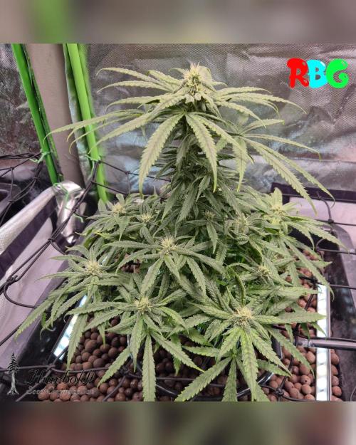 SundogZ (DWC). Week 12 - 11/3/26 
Week 12
Day 1