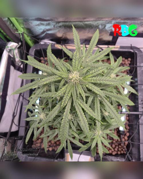 AeroZesh S6 Inline Fan. Week 12