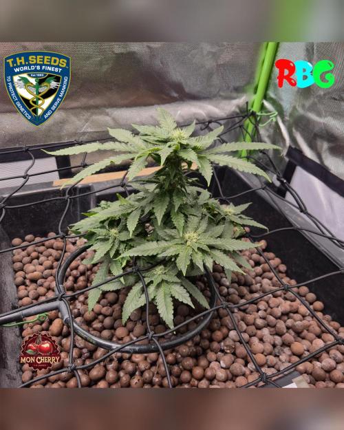 Mon Cherry ( DWC ). Week 12 - 11/3/26
Week 12 
Day 1