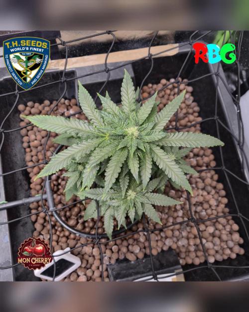 Mon Cherry ( DWC ). Week 12 - 11/3/26
Week 12
Day 1 
