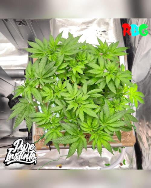 HB Dunkin'z ( RDWC ). Week 8 - Week 8 
Day 1 
11/3/26