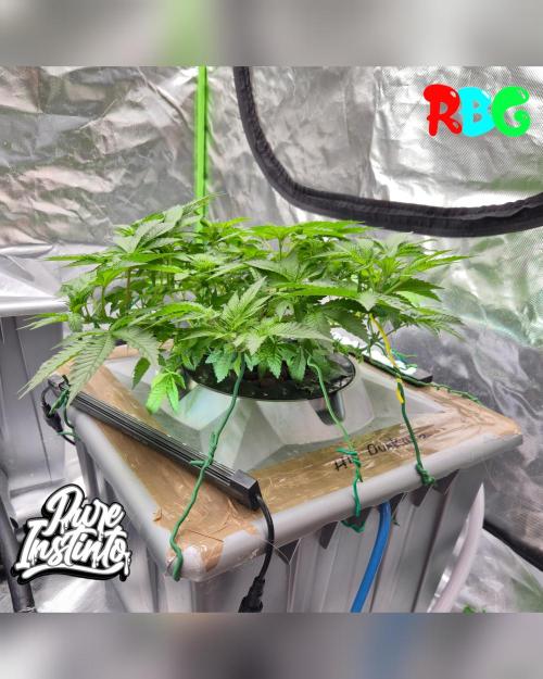 HB Dunkin'z ( RDWC ). Week 8 - Week 8
Day 1 
11/3/26