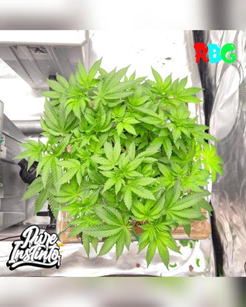HB Dunkin'z ( RDWC ). Week 8 - Week 8 
Day 2