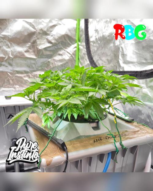 HB Dunkin'z ( RDWC ). Week 8 - Week 8 
Day 2