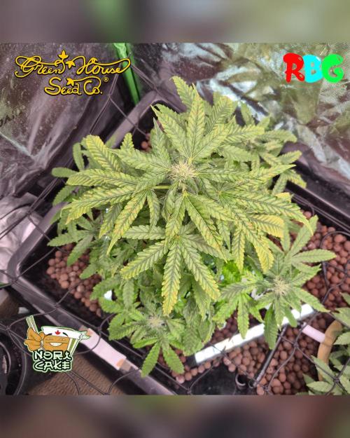 Nori cake ( RDWC ). Week 12 - Week 12
Day 2 
