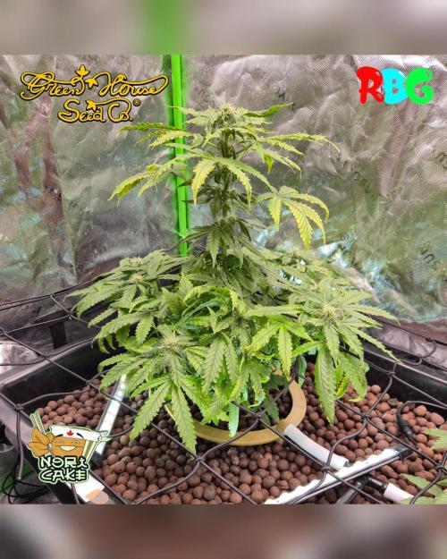 Nori cake ( RDWC ). Week 12 - Week 12
Day 2 