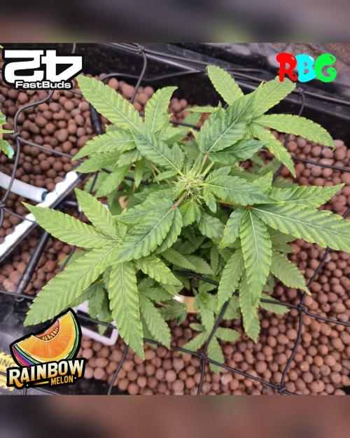 Rainbow Melon ( RDWC ). Week 12 - Week 12
Day 2