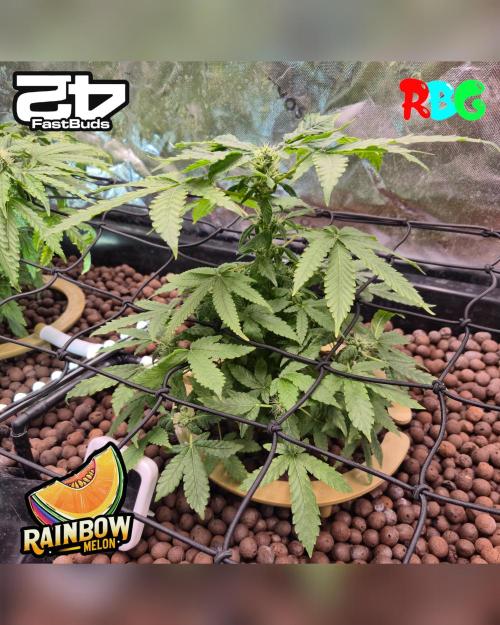 Rainbow Melon ( RDWC ). Week 12 - Week 12 
Day 2