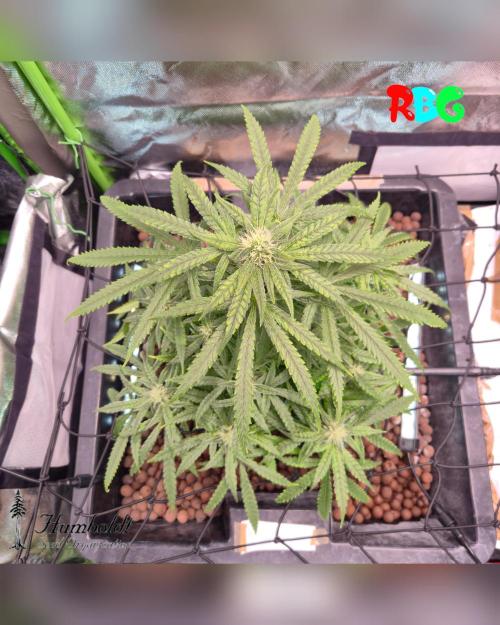SundogZ (DWC). Week 12 - Week 12
Day 2