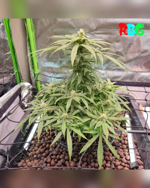 AeroZesh S6 Inline Fan. Week 12
