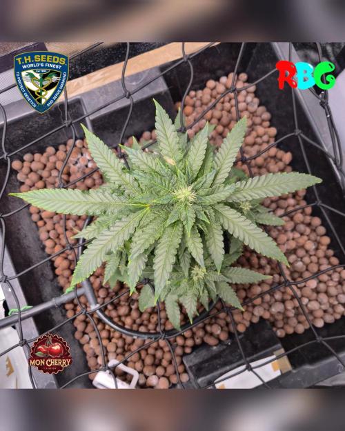 Mon Cherry ( DWC ). Week 12 - Week 12
Day 2