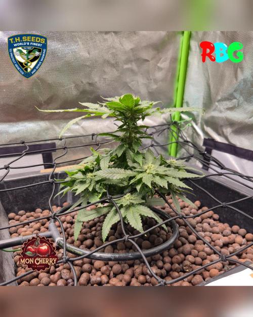 Mon Cherry ( DWC ). Week 12 - Week 12
Day 2
