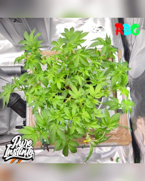 HB Dunkin'z ( RDWC ). Week 8 - Week 8
Day 4