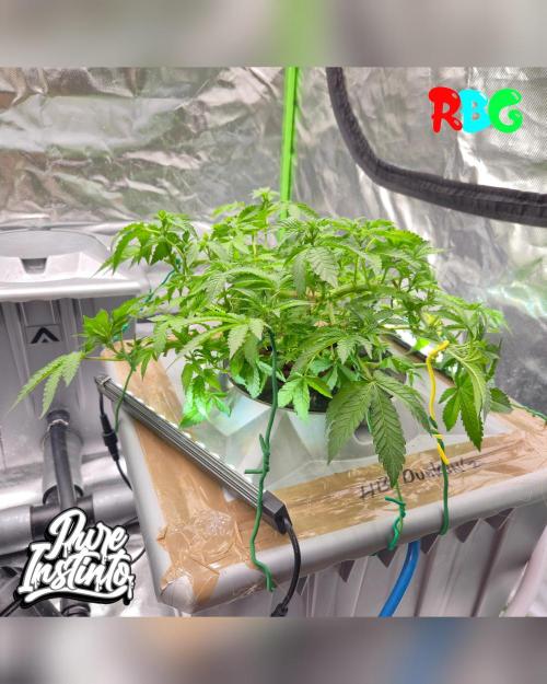 HB Dunkin'z ( RDWC ). Week 8 - Week 8
Day 4 
14/3/26